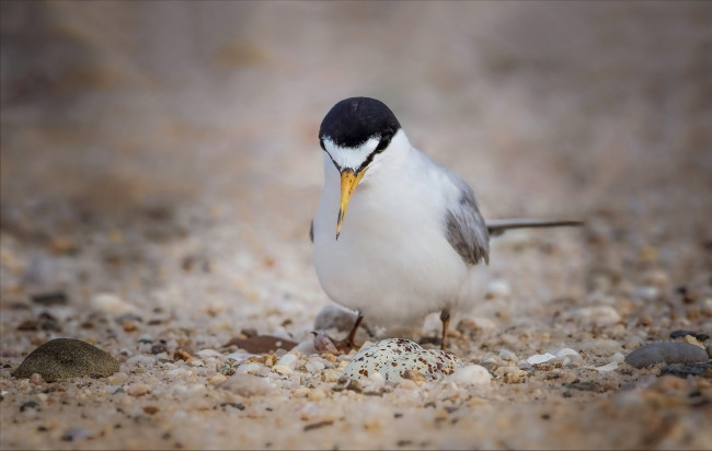 Обои картинки фото животные, птицы, птица, окрас, перья