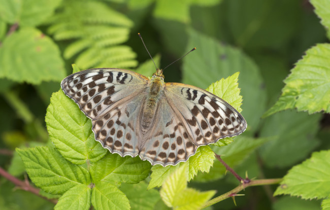 Обои картинки фото животные, бабочки,  мотыльки,  моли, бабочка