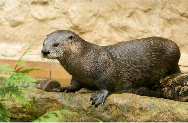 Обои картинки фото животные, выдры,  каланы,  ондатры, выдра