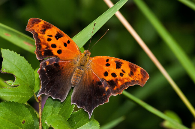 Обои картинки фото животные, бабочки,  мотыльки,  моли, бабочка