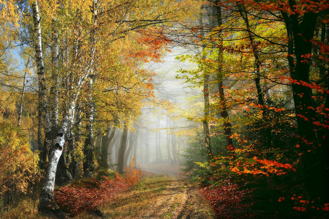 Обои картинки фото природа, лес, простор