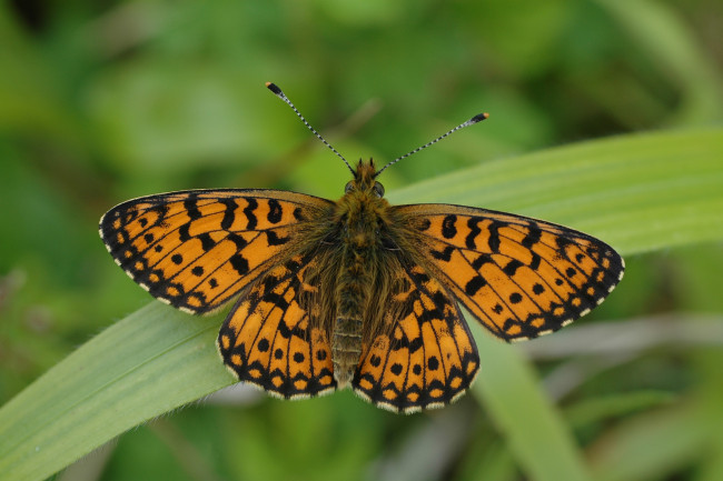 Обои картинки фото животные, бабочки,  мотыльки,  моли, бабочка