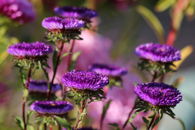 Обои картинки фото цветы, астры, дача, сентябрь, цветение, красиво, красота, осень