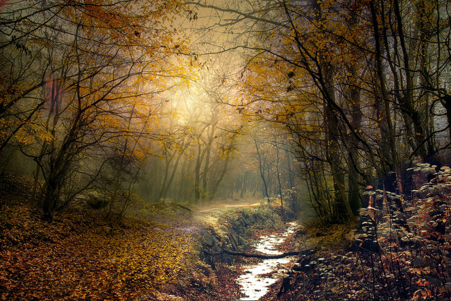 Обои картинки фото природа, лес, простор