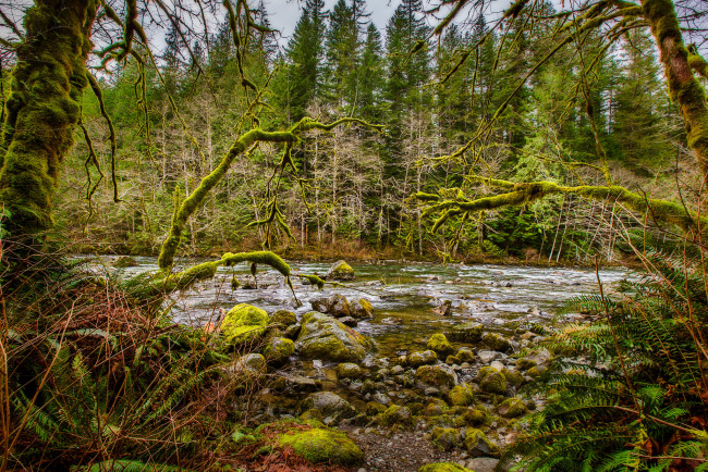 Обои картинки фото природа, лес, простор