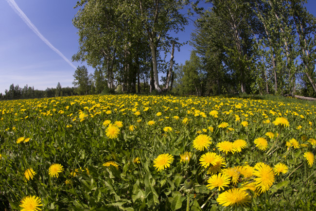 Обои картинки фото природа, луга, простор