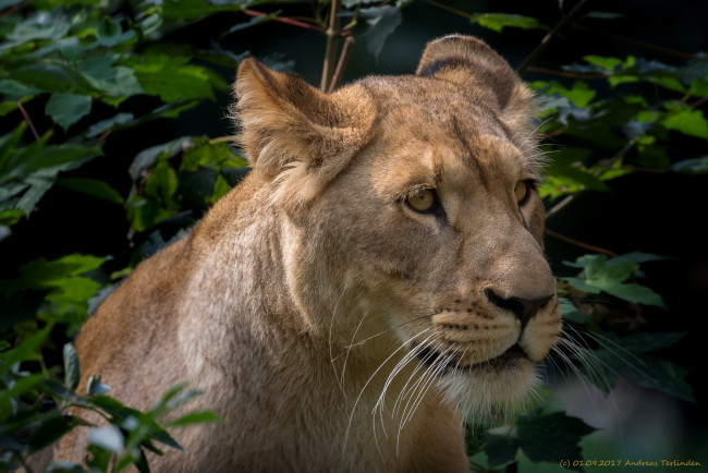 Обои картинки фото животные, львы, отдых, львица, ветки, природа