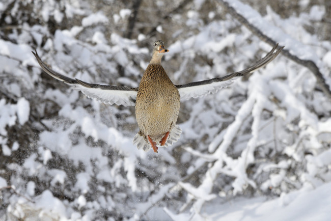 Обои картинки фото животные, утки, утка, зима, природа, птица, полет