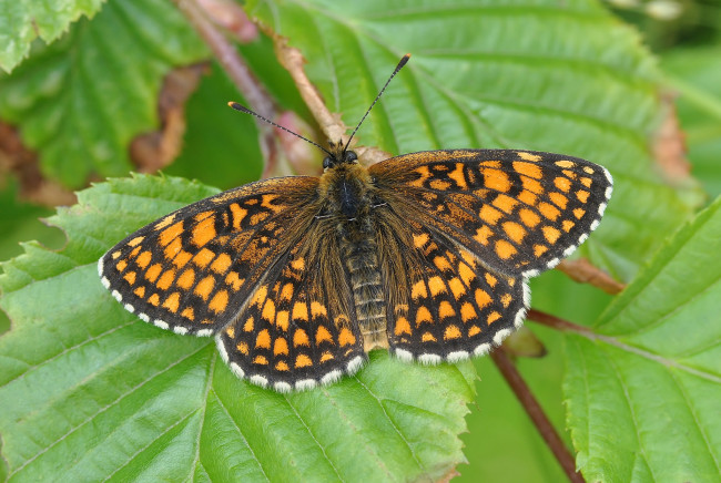 Обои картинки фото животные, бабочки,  мотыльки,  моли, бабочка