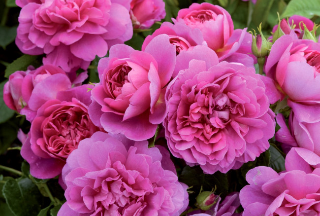 Обои картинки фото цветы, розы, макро, яркий, остинки