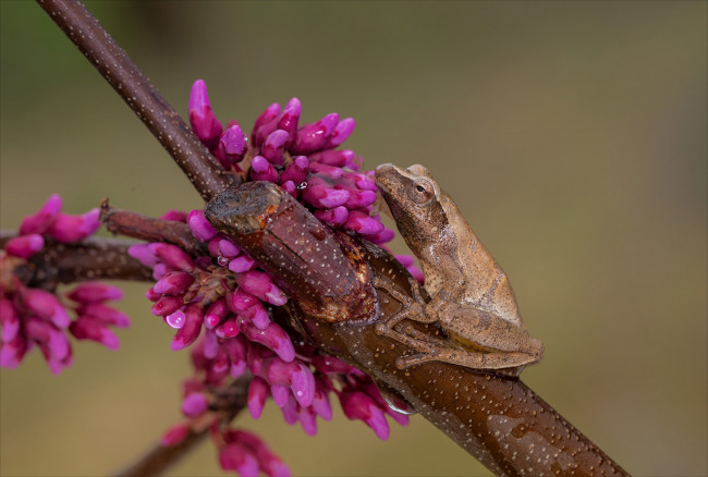 Обои картинки фото животные, лягушки, цветы, ветка, лягушка, фон