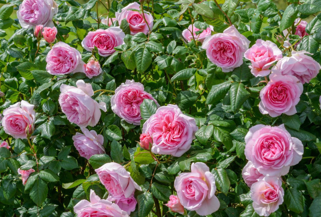 Обои картинки фото цветы, розы, куст, розовый