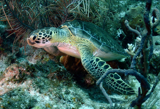 Обои картинки фото животные, Черепахи, черепаха