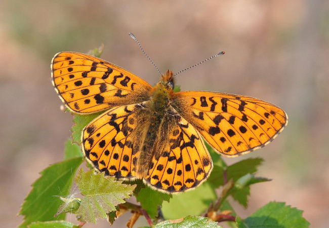 Обои картинки фото животные, бабочки,  мотыльки,  моли, бабочка