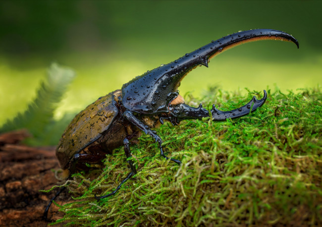 Обои картинки фото животные, насекомые, насекомое, жук, природа, мох