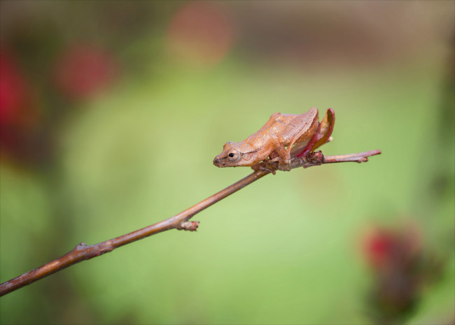 Обои картинки фото животные, лягушки, ветка, лягушка, фон