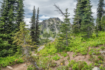 Картинка природа лес простор