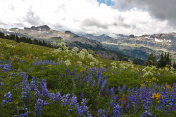 Картинка природа луга простор