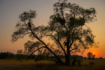 Картинка природа деревья простор