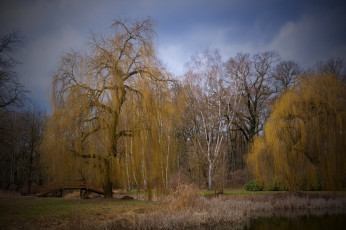 Картинка природа лес простор