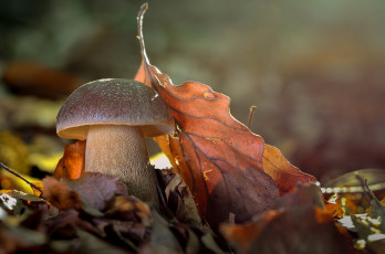 Картинка природа грибы простор