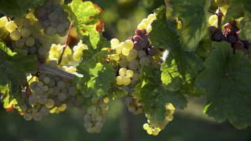 Картинка природа ягоды +виноград простор