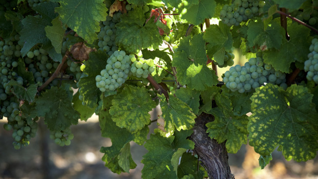 Обои картинки фото природа, ягоды,  виноград, простор