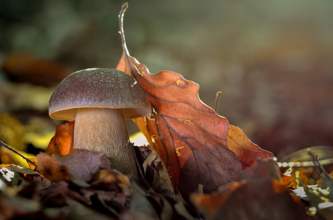 Обои картинки фото природа, грибы, простор