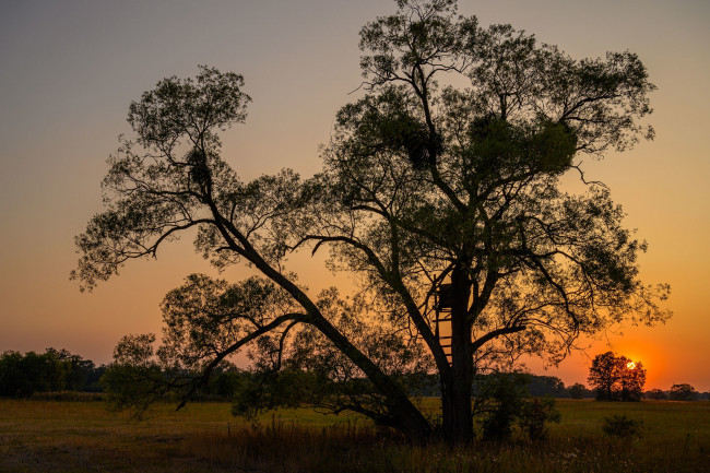 Обои картинки фото природа, деревья, простор
