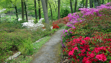 Картинка природа парк тропинка азалия кусты