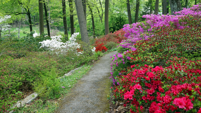 Обои картинки фото природа, парк, тропинка, азалия, кусты