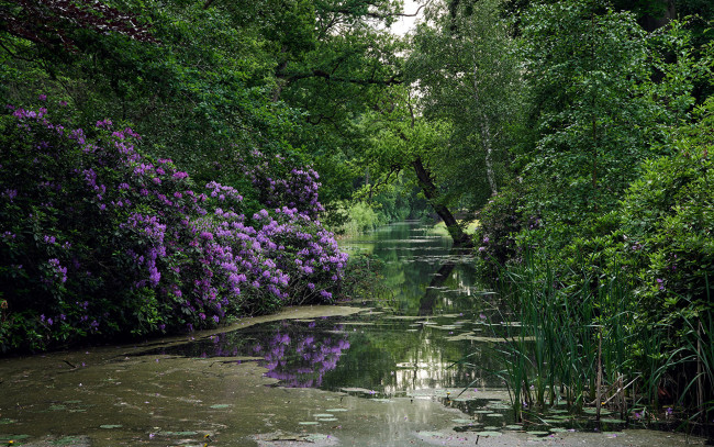 Обои картинки фото природа, парк, водоем, деревья, азалия