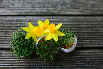 Картинка цветы нарциссы желтые весна