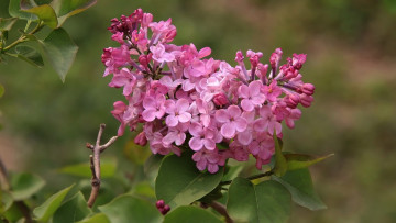 Картинка цветы сирень цветущая весна