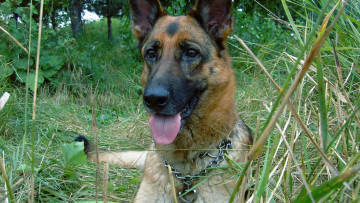 Картинка животные собаки собака овчарка трава