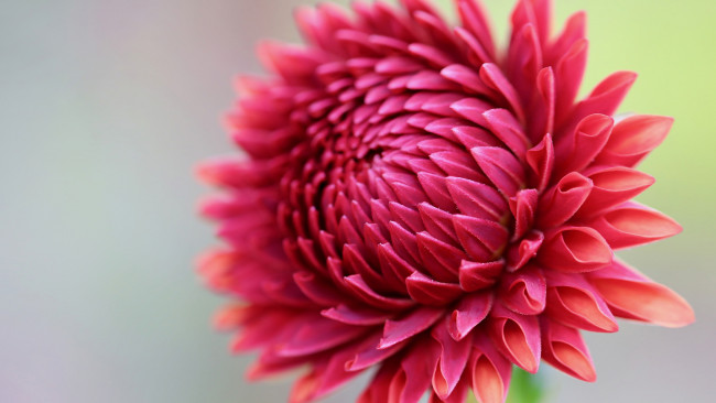 Обои картинки фото цветы, георгины, георгин, макро