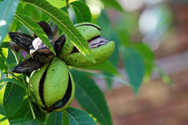 Обои картинки фото природа, плоды, орехи, пекан