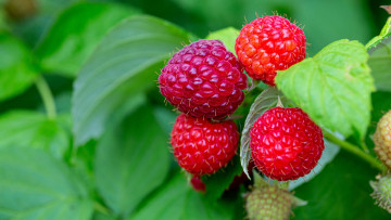 обоя природа, ягоды, малина