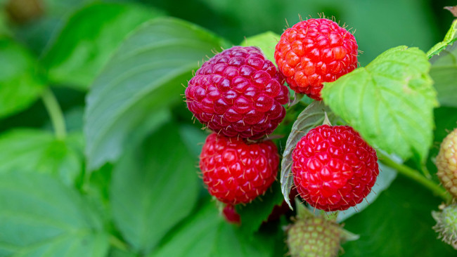 Обои картинки фото природа, ягоды, малина