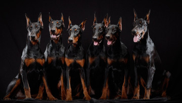 Картинка животные собаки