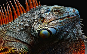 Картинка разное компьютерный+дизайн игуана ящерица
