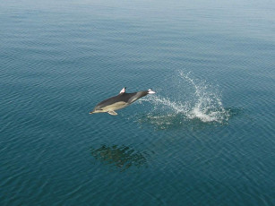 Картинка животные дельфины