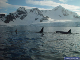 Картинка животные косатки