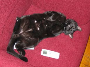 Картинка животные коты