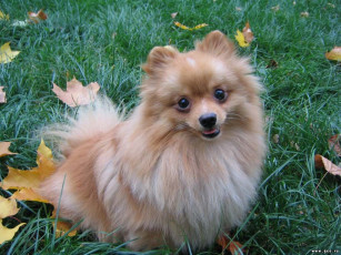 обоя животные, собаки