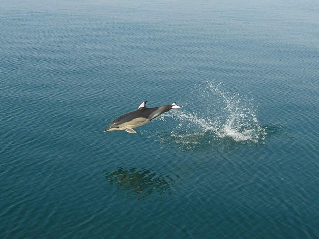 Обои картинки фото животные, дельфины