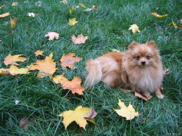 Обои картинки фото животные, собаки