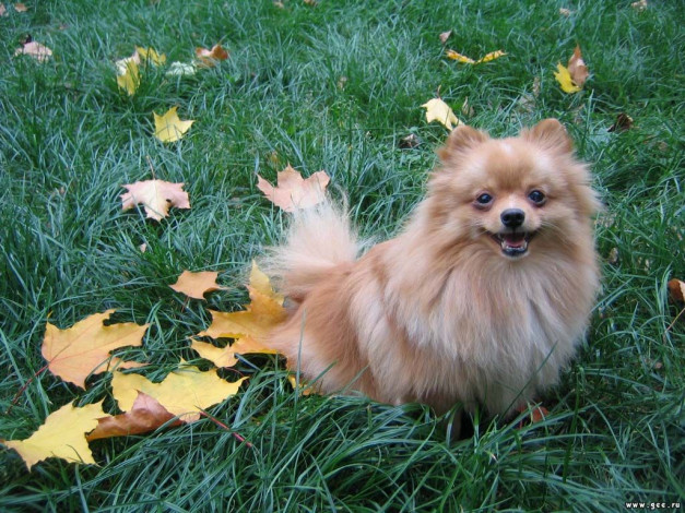 Обои картинки фото животные, собаки