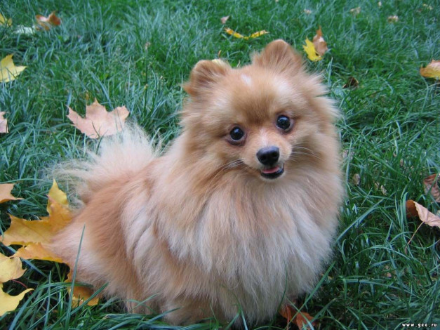 Обои картинки фото животные, собаки