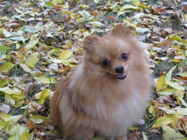 Обои картинки фото животные, собаки